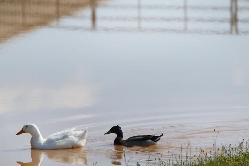 Ducks swim in a 10-foot-deep pond at KB Ranch on Saturday, April 18 2015 in Aubrey, Texas....