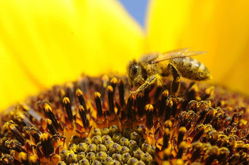 A bee collects pollen from a sunflower. (John Roark/The Idaho Post-Register via AP)