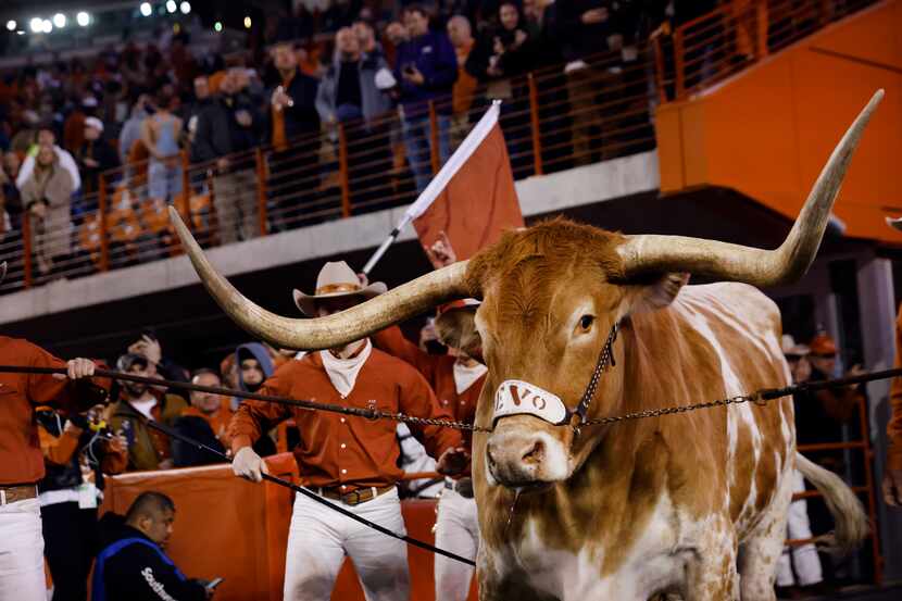 Bevo, the Texas Longhorns mascot, enters DKR Texas Memorial Stadium in Austin before the TCU...