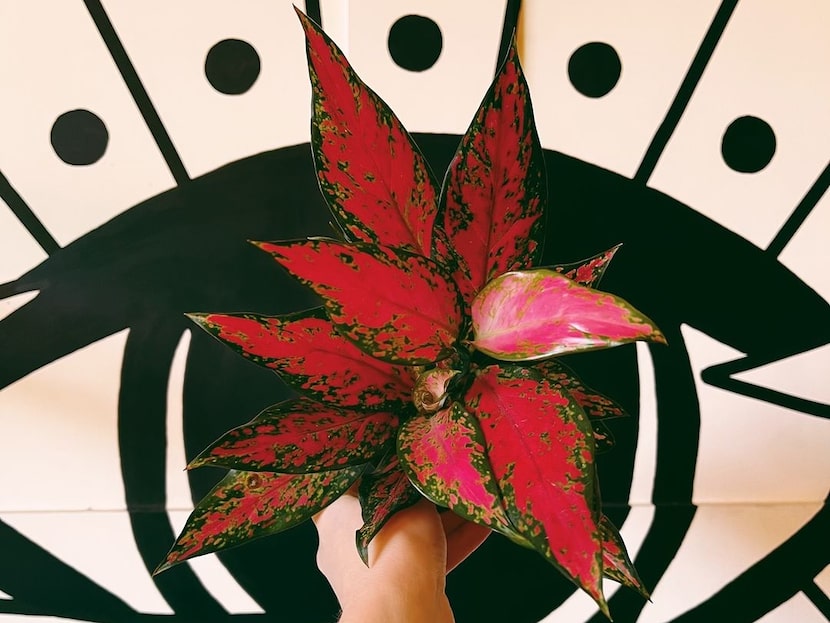 Person holding up aglaonema 'Red Valentine' plant on black and white background