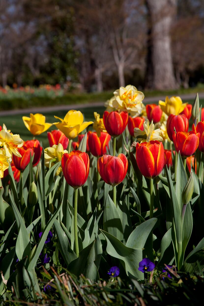 The 2014 edition of Dallas Blooms at the Dallas Arboretum features plenty of flowers.