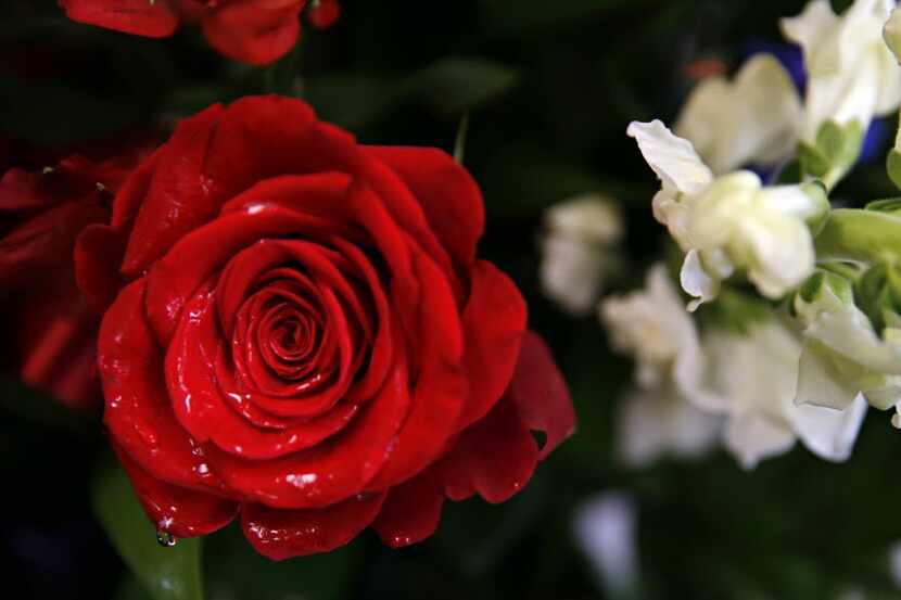 Water drips from a rose at Dallas House of Flowers (G.J. McCarthy/The Dallas Morning News)