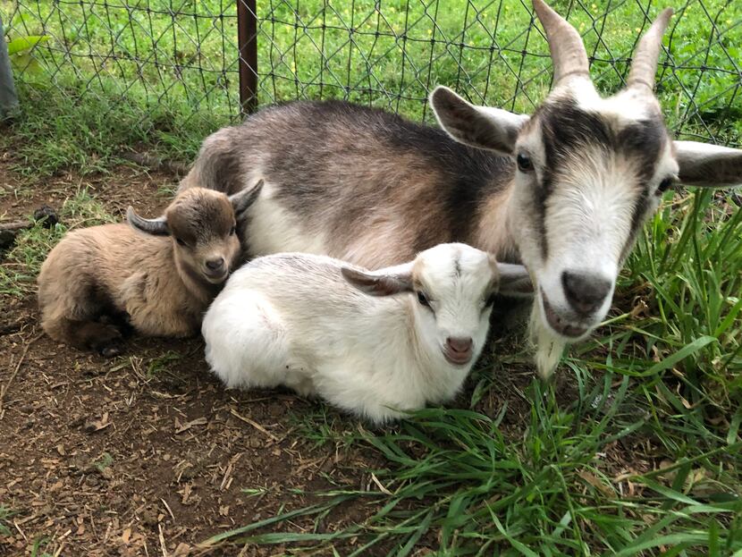 Clarissa the goat at New Frontier Farm in Corsicana.
