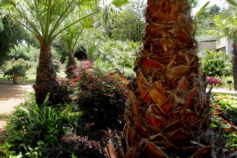 California fan palms are pictured in the palm garden at the Dallas Arboretum. Neil Sperry...