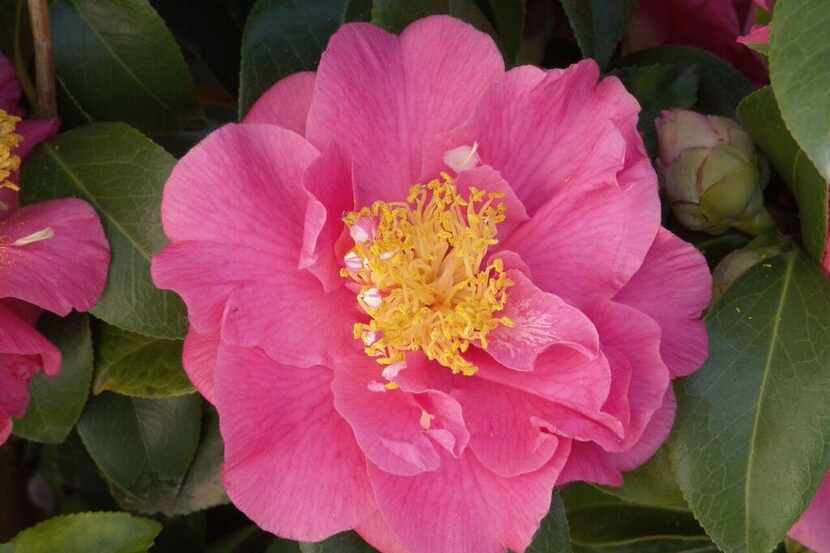 
Camellia japonica ‘Kumasaka’ produces bright pink flowers in mid- to late-winter.
