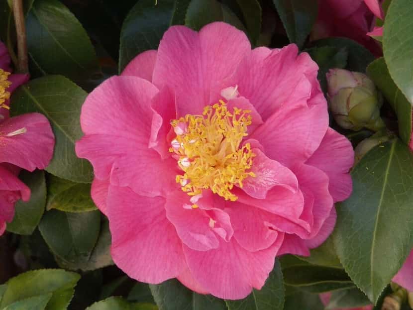 
Camellia japonica ‘Kumasaka’ produces bright pink flowers in mid- to late-winter.
