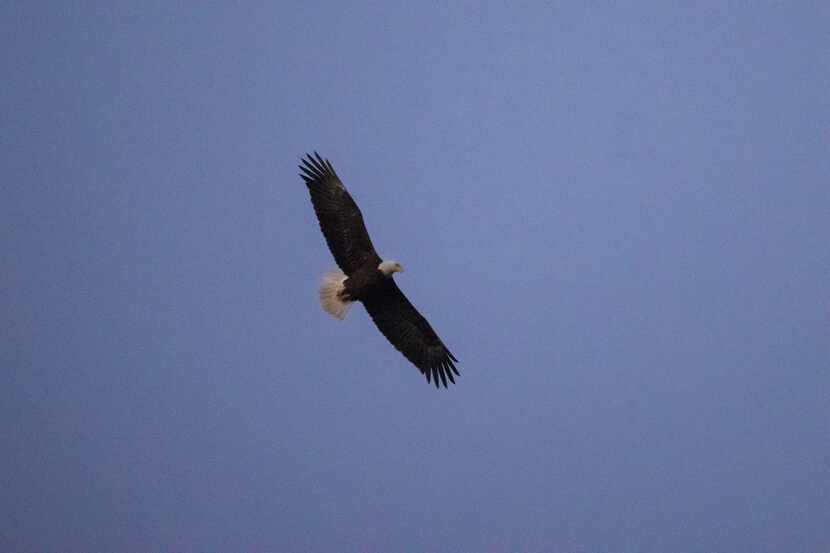A bald eagle circled the area where its nest once stood at White Rock Lake in Dallas on...