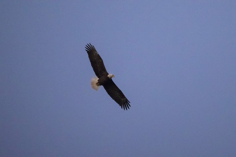 A bald eagle circled the area where its nest once stood at White Rock Lake in Dallas on...