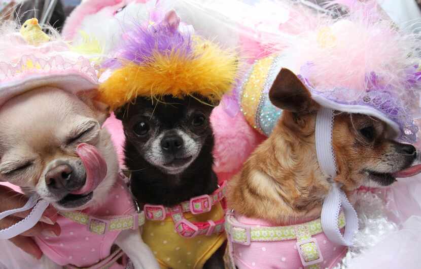 Chihuahua's Yum Yum, left, Gumdrop, center, and Lollipop take part in the Easter Parade...