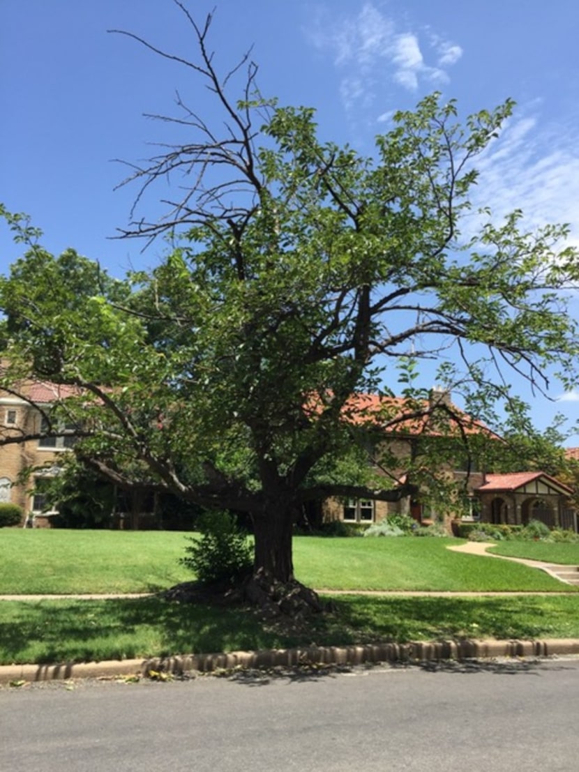 The fruitless mulberry tree has no redeeming value, says Howard Garrett.