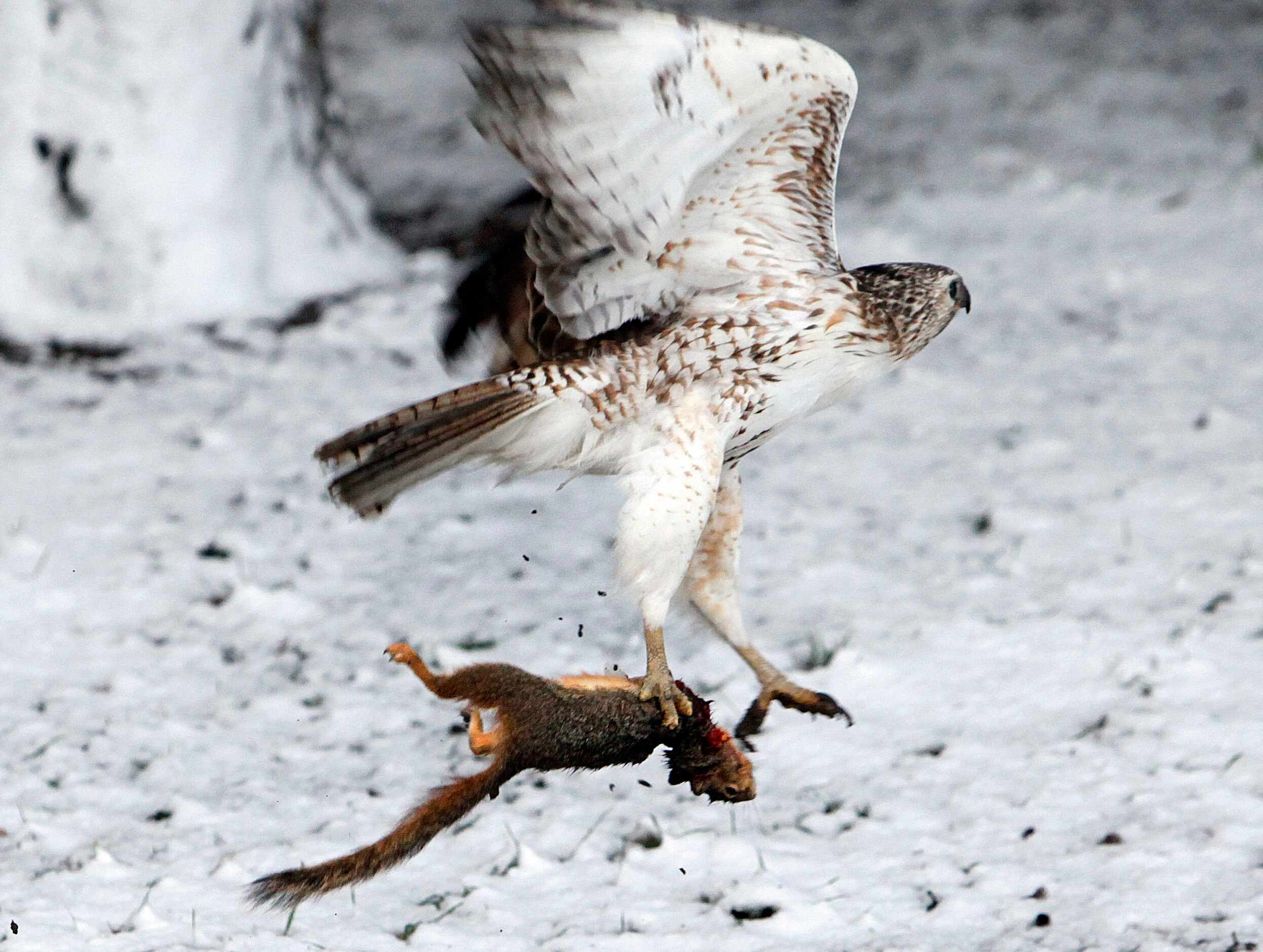 A hawk took flight on March 21, 2010, over a blanket of snow with his early morning...