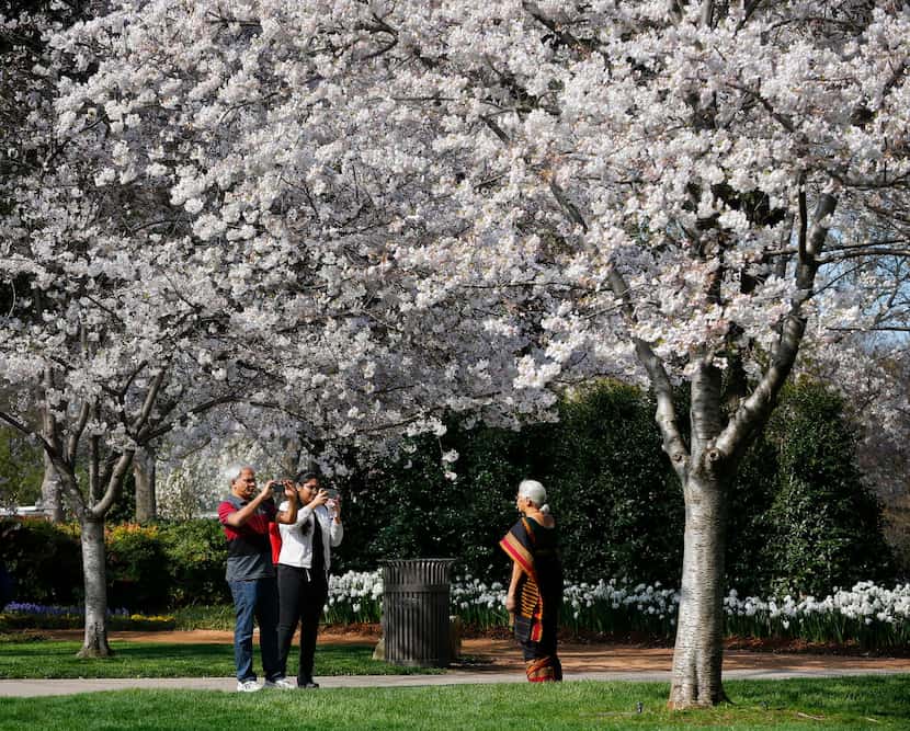 With an array of pink and white cherry blossoms in full bloom, visitors take photos at the...