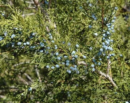 The female fruit of the native cedars does not contribute to allergies.