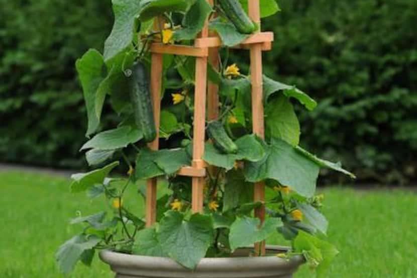 
‘Patio Snacker’ cucumber needs a trellis for its 4- to 5-foot vines. 
