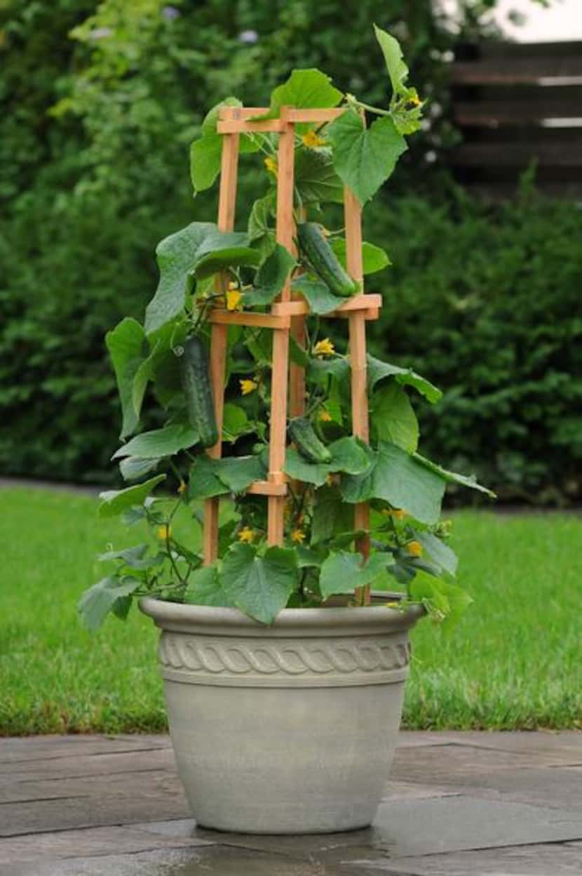 
‘Patio Snacker’ cucumber needs a trellis for its 4- to 5-foot vines. 
