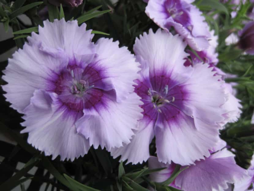 Dianthus, including 'Diana Lavender Picotee,' are in garden shops to plant for winter color.