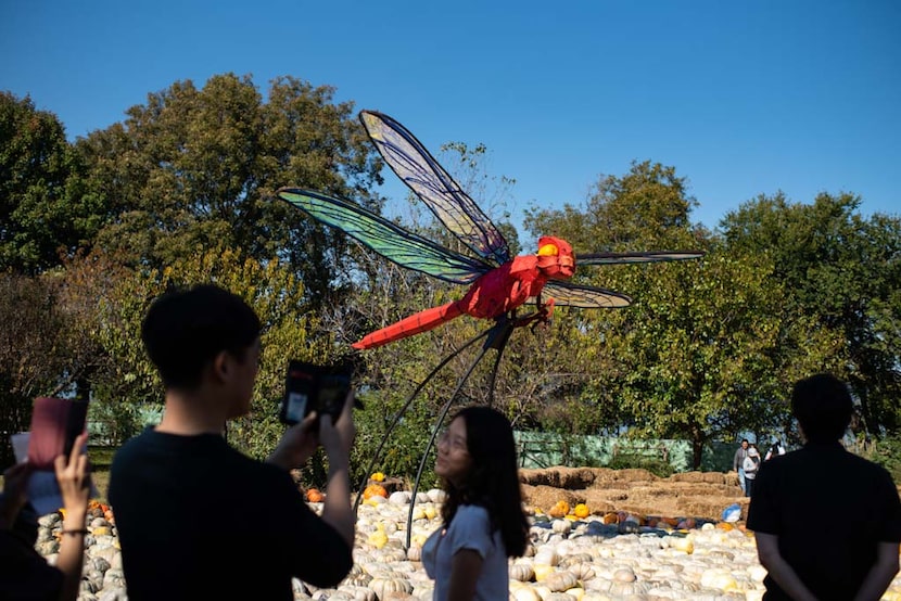 Attendees take photos in the "Bugtopia" setup during Halloween at the Dallas Arboretum in...