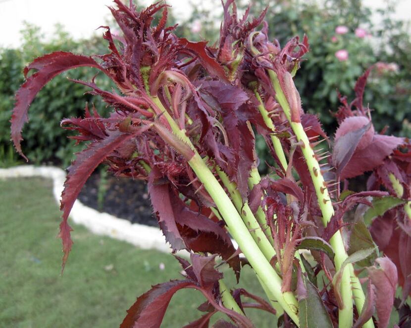 Rose rosette disease, also known as witches'-broom of rose, is a virus or virus-like disease.