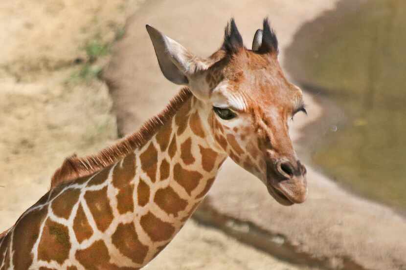 Witten, a young giraffe at the Dallas Zoo, died earlier this year.