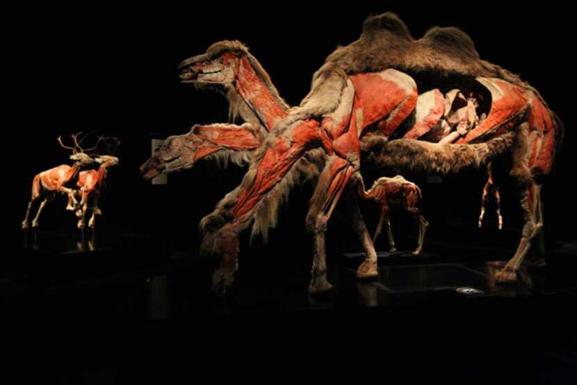 The Animal Inside Out exhibit opened Wednesday, September 18, 2013, at the Perot Museum of...