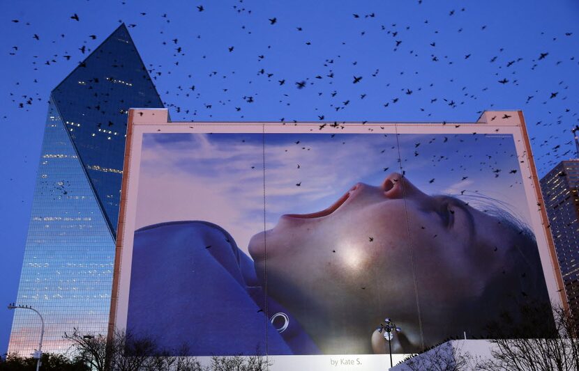 Grackles took flight near a large advertisement photo on the side of a building at Griffin...