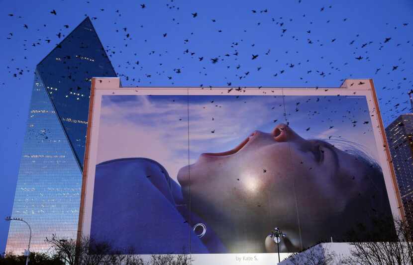 Grackles took flight near a large advertisement photo on the side of a building at Griffin...