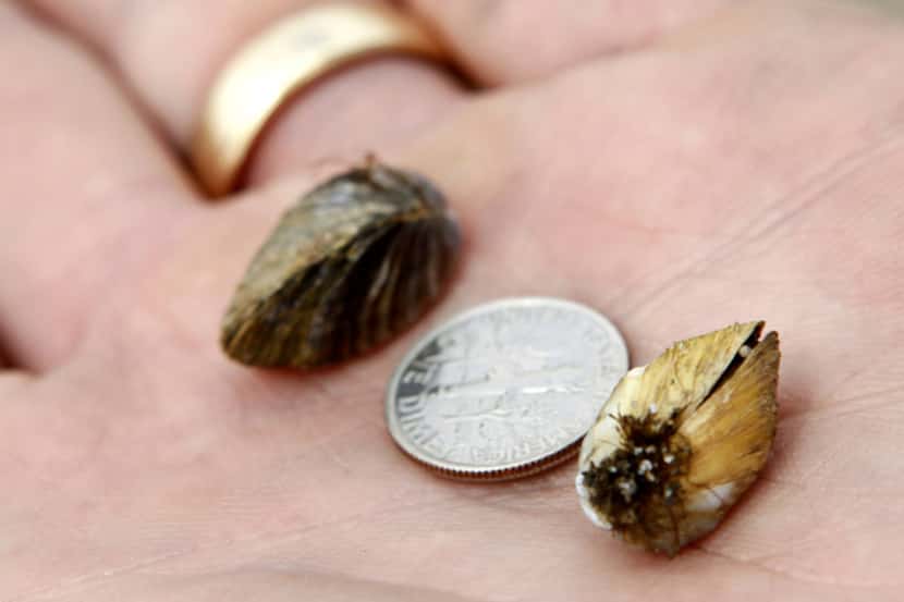 The discovery of the zebra mussel larva and DNA in Lavon Lake isn’t a big surprise — experts...
