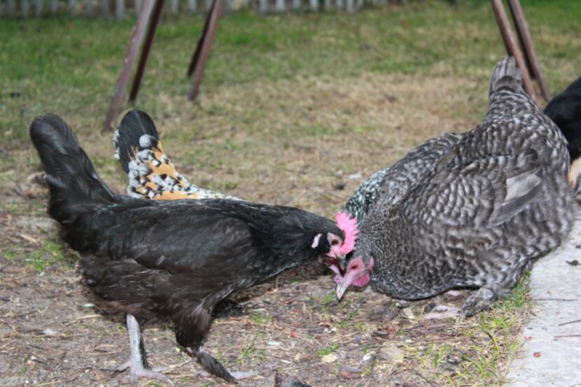 Quasimodo, at right, is a full-size hen, but she has physical deformities. The Miller family...