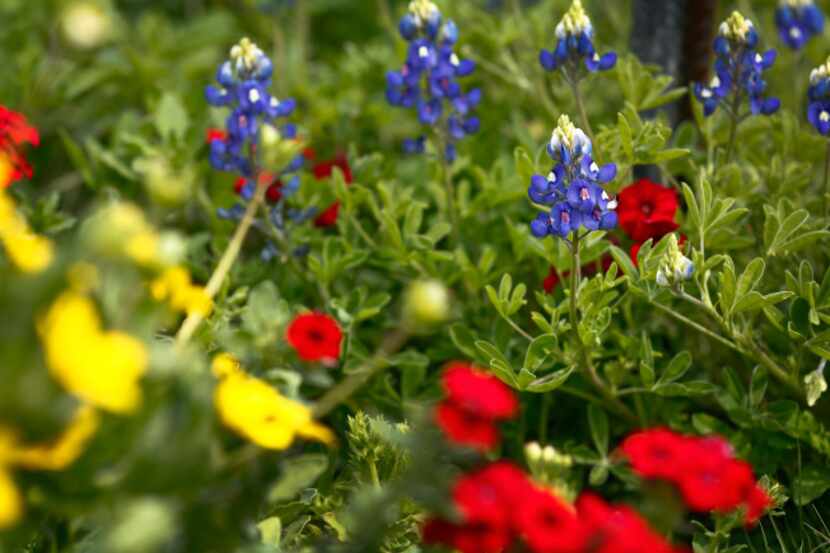 Bluebonnet wildflowers with Texas star and Drummond's phlox are  in the wildflower meadow of...