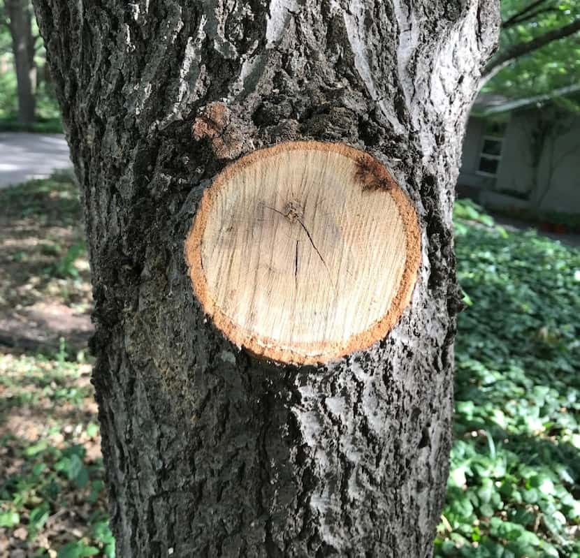 Example of a good pruning cut on a tree. 