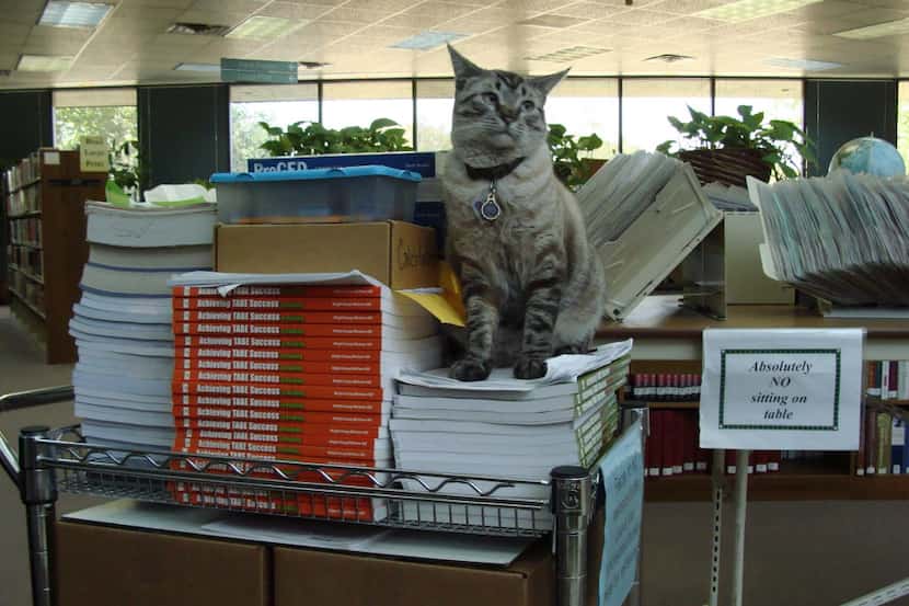 Browser, a Texas library cat, has been ousted from his position by the city council. MUST...