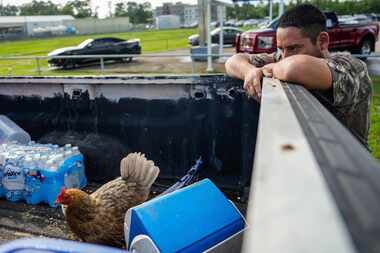 Angel DeLeon looks over his chicken as him and other residents from a nearby neighborhood...