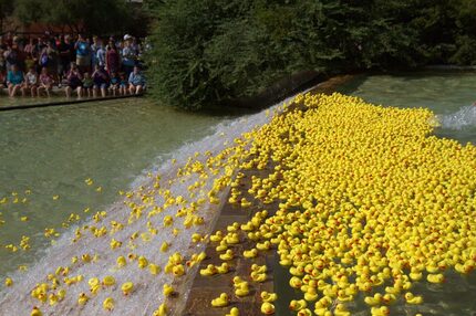 File photo of the Rockwall Rubber Duck Regatta 