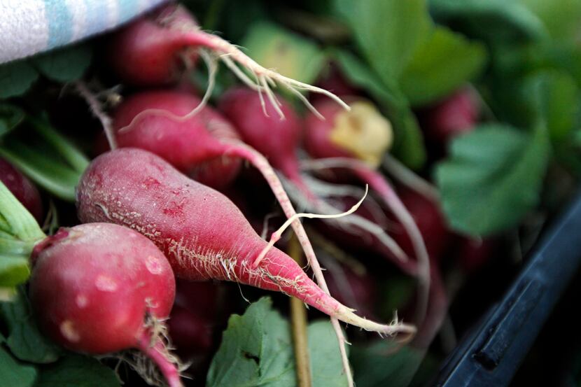 Radishes await cleaning at the Live Oak Community Garden Wednesday, October 31, 2012 in...
