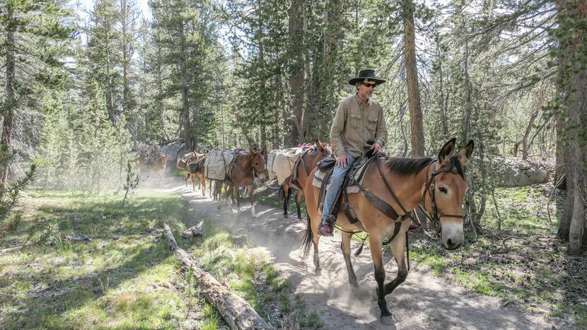 The Vogelsang Camp's mule train supplies the camp with firewood and perishables three days a...