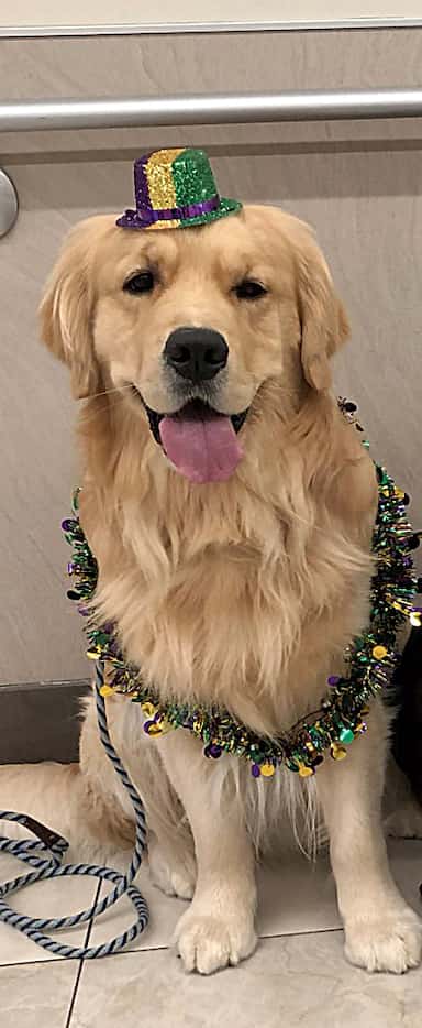 Caleb is a 4-year-old golden retriever.