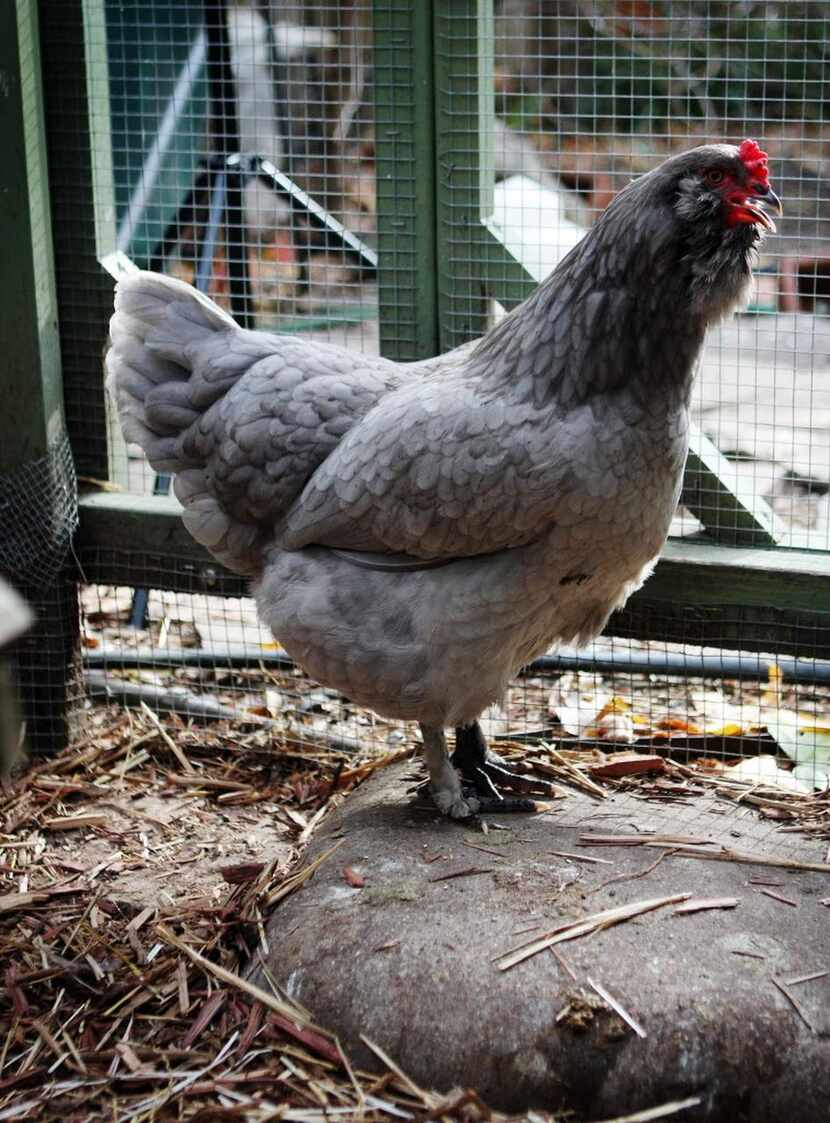 Nigella,  a blue-gray Ameraucana hen, has been battling her own illness.