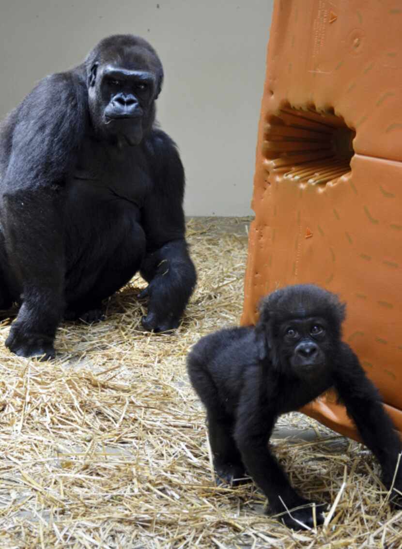 Gladys, a five-month-old gorilla, plays in her enclosure with 30-year-old M'Linzi who has...