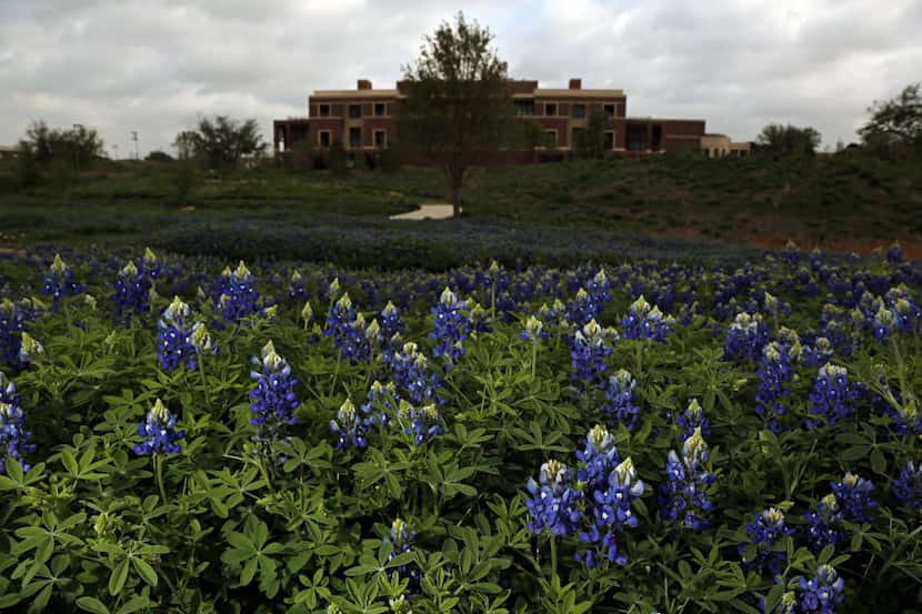 Bluebonnets bloom on the grounds of the George W. Bush Presidential Center.