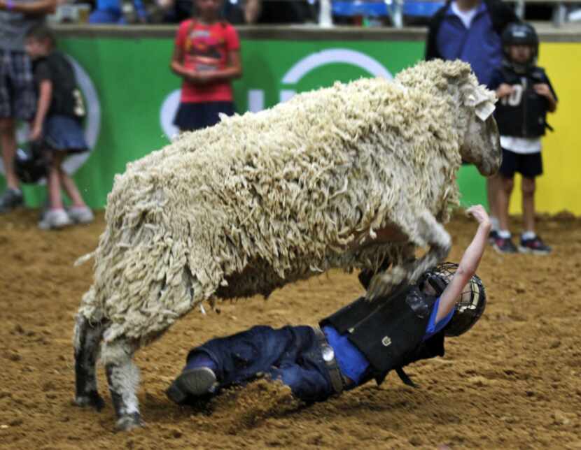 Six-year-old Noah Howald of Richardson had trouble hanging on to his sheep at Saturday’s...