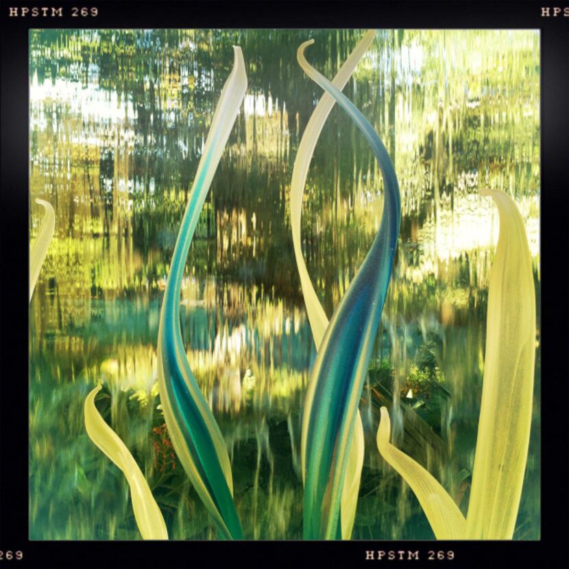 Chihuly's Turquoise and Clear Eelgrass is seen at the Dallas Arboretum. Photographed with an...
