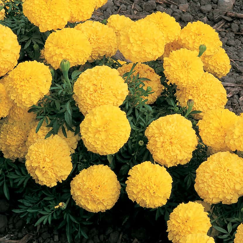 African Marigold 'Inca II Yellow' (Tagetes erecta)