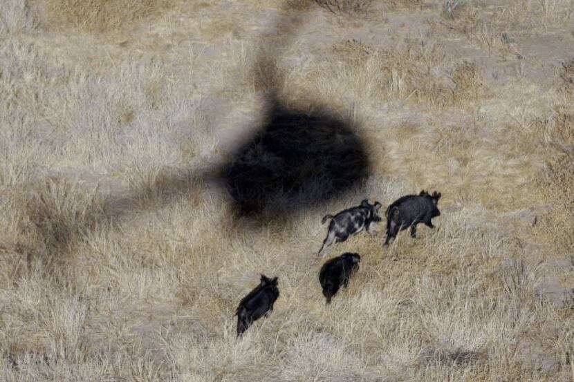 Aerial hunting of feral hogs became permissible in Texas a year ago. However, not many...
