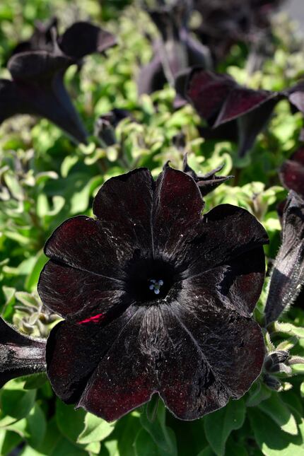 Crazytunia Black Mamba Petunia grown at the Dallas Arboretum's newest greenhouse, The Tom...