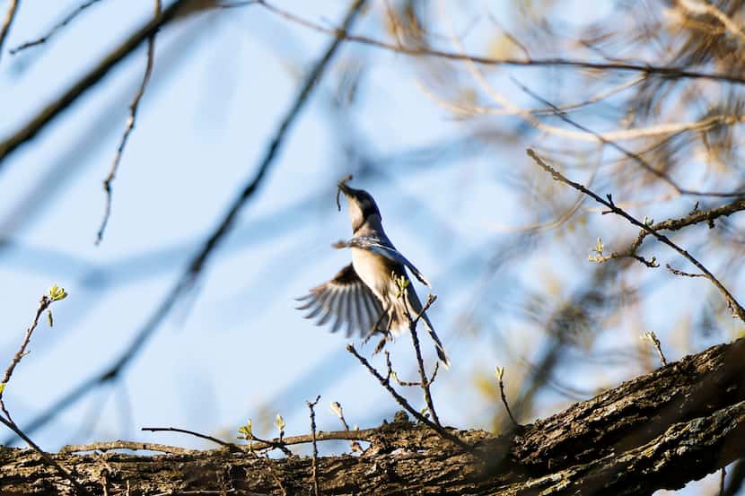 A blue jay takes off from a branch of a tree, spotted by birdwatcher Kalder Korte at Harry S...