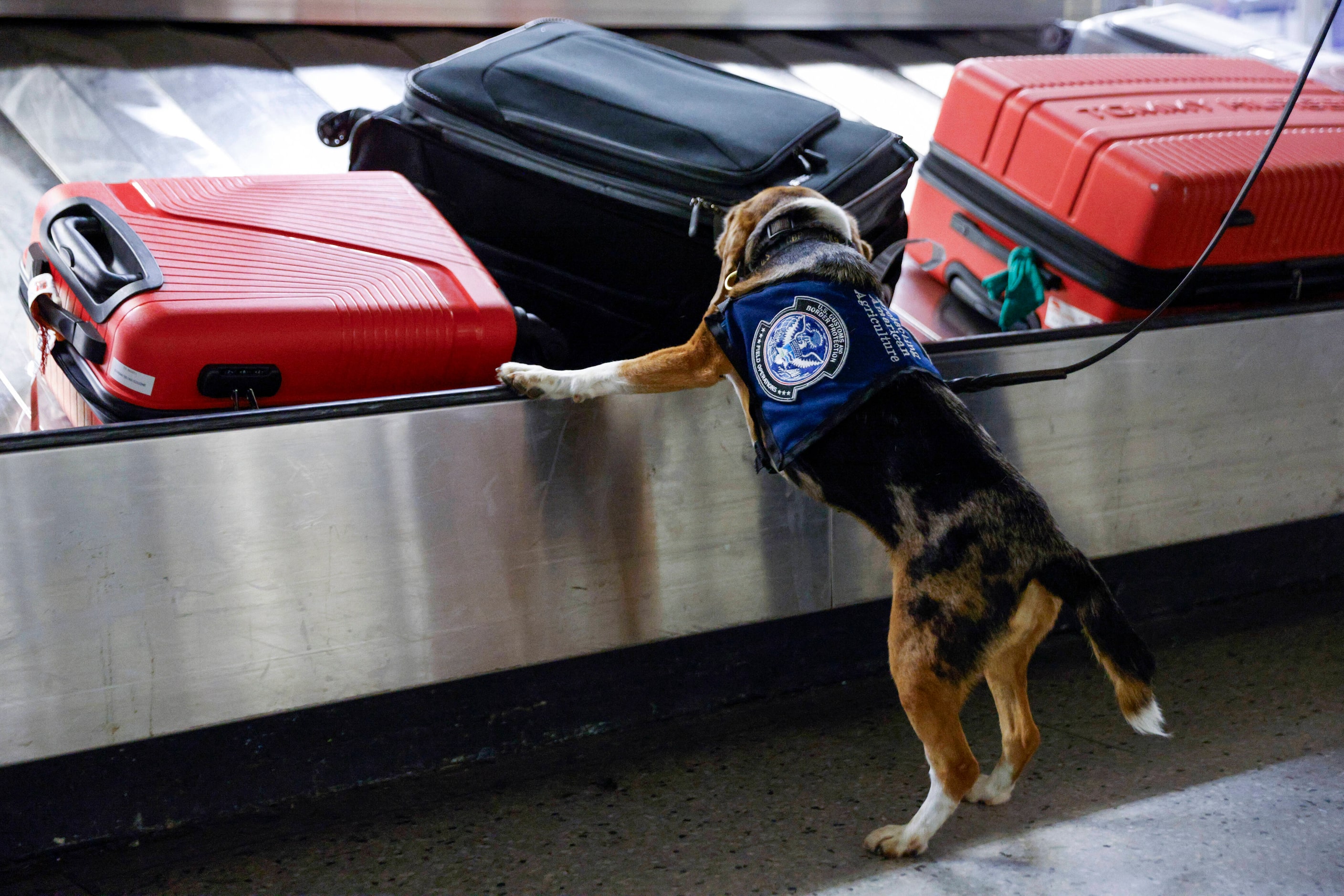 Agriculture detection K-9 Merla, a 4-year-old beagle, screens international luggage inside...