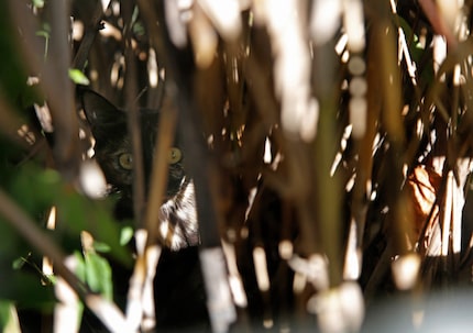 A young calico cat peers out from dense vegetation alongside the Katy Trail. The cat is part...