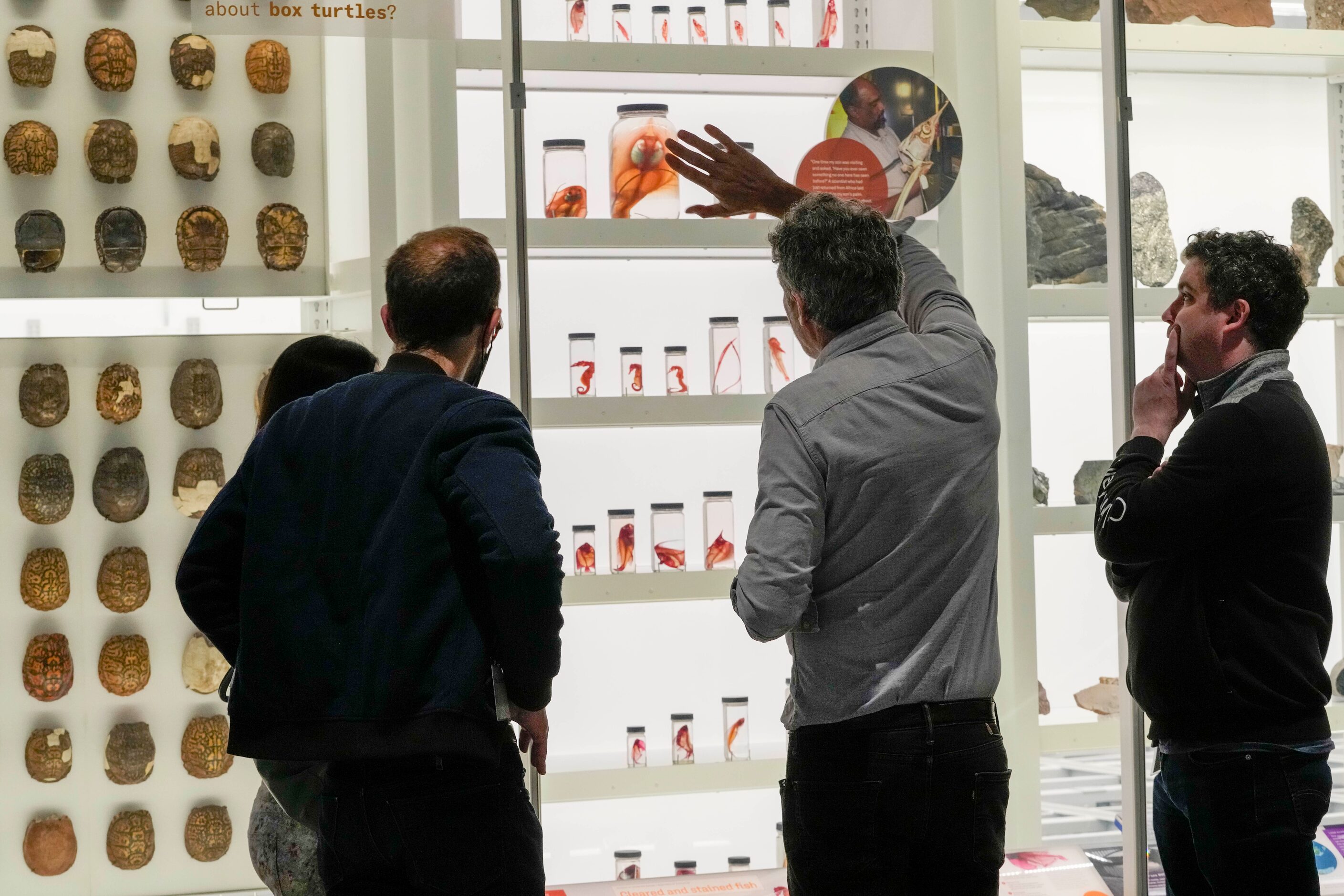 A museum employee, center, talks about the specimens on display during a media preview of...