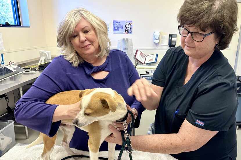 Former SPCA of Texas president and CEO Karen Froehlich, left, with SPCA vet Shawn Ashley in...