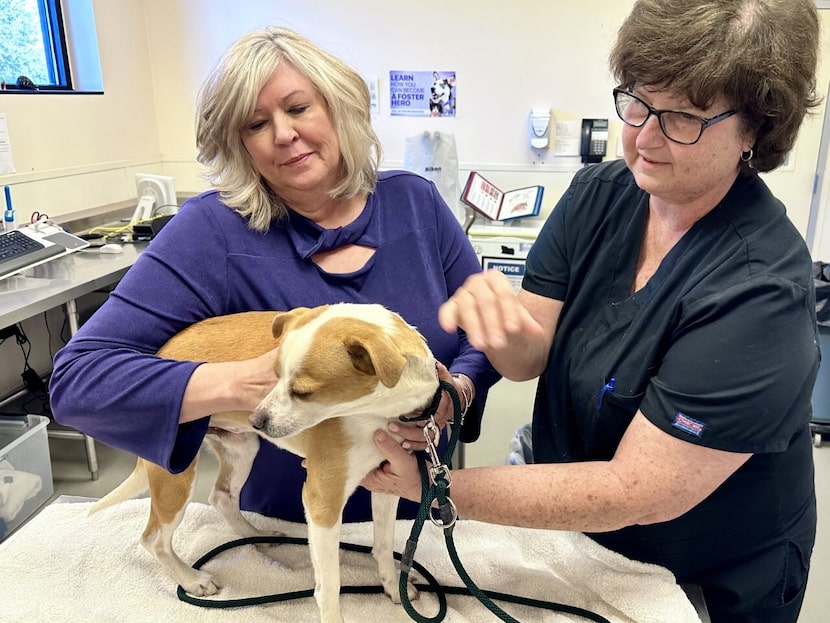 Karen Froehlich, left, president and CEO of the SPCA of Texas, with Shawn Ashley, DVM,...